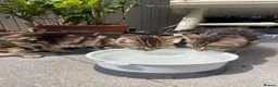 Bengal cats for sale: Two gorgeous bengal boys left READY NOW - Advert 18