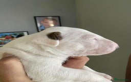 English Bull Terrier dogs for sale: 1 male and 2 female looking for new home - Image 9