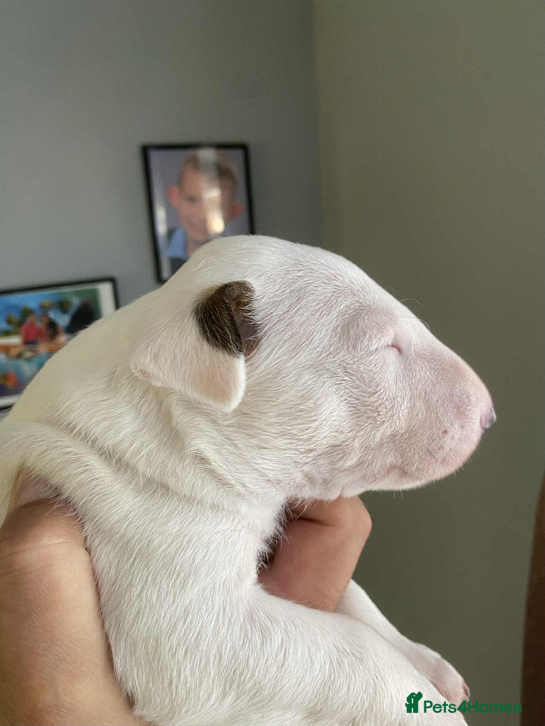 English Bull Terrier dogs for sale: 1 male and 2 female looking for new home - Image 9