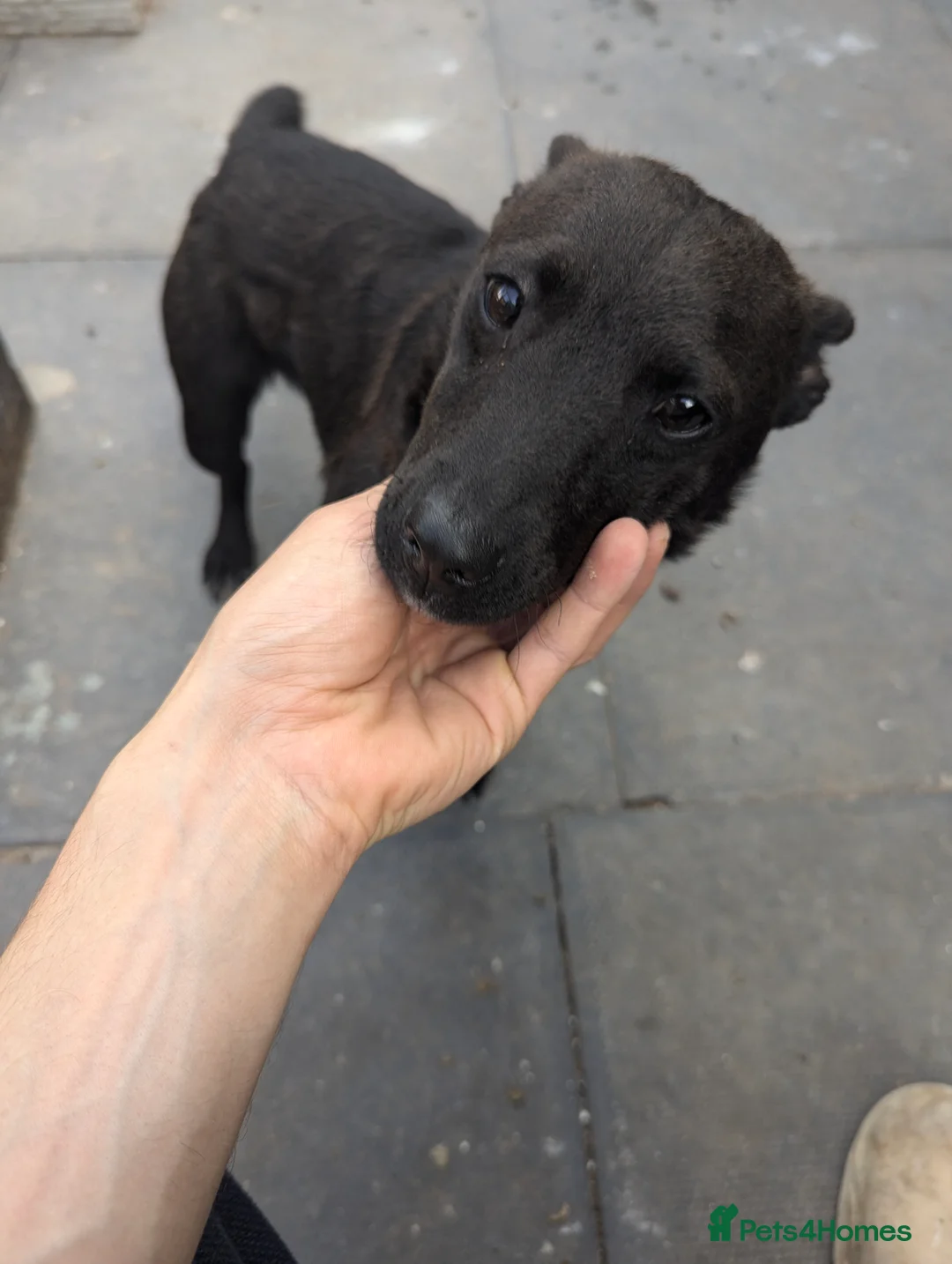 Patterdale Terrier dogs for sale: Lovely patterdale lady  - Advert 2