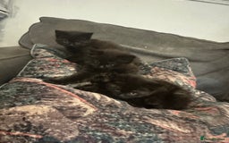 British Shorthair cats for sale: British blue crosses - Image 1