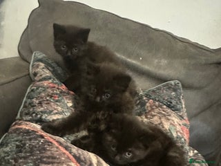 British Shorthair cats - Advert 24