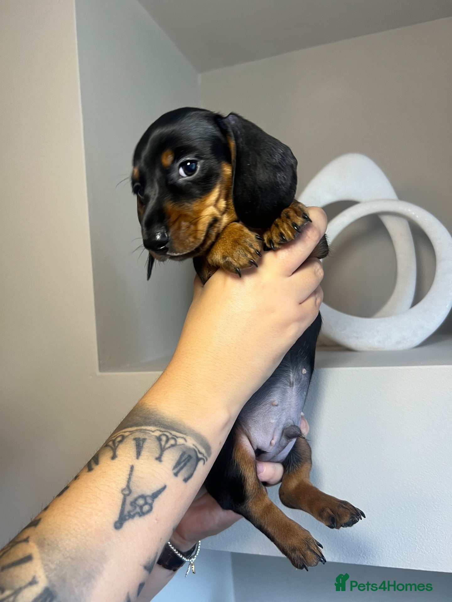 Miniature Dachshund dogs Miniature dachshund puppies - Advert 5