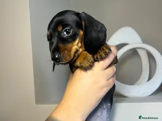 Miniature Dachshund dogs Miniature dachshund puppies - Advert 5