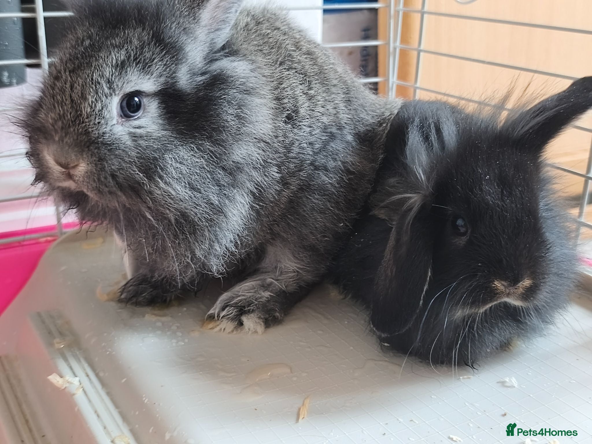 Mini Lop rabbits Rare Mini Lion Lops ready 3rd July  - Advert 2