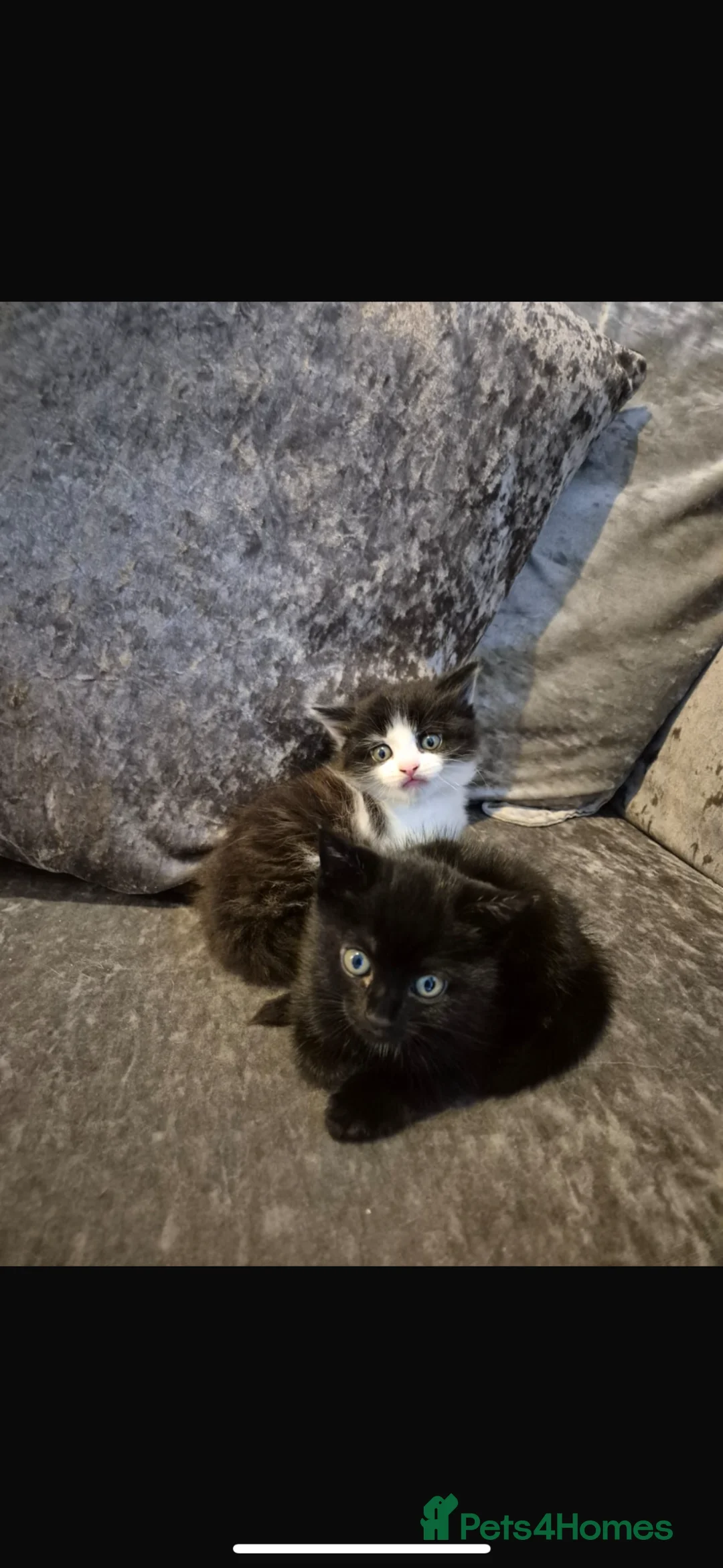 British Shorthair cats for sale: Last Male kitten left  - Advert 2