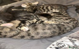 Bengal cats for sale: bengal x ragdoll kittens  - Image 2