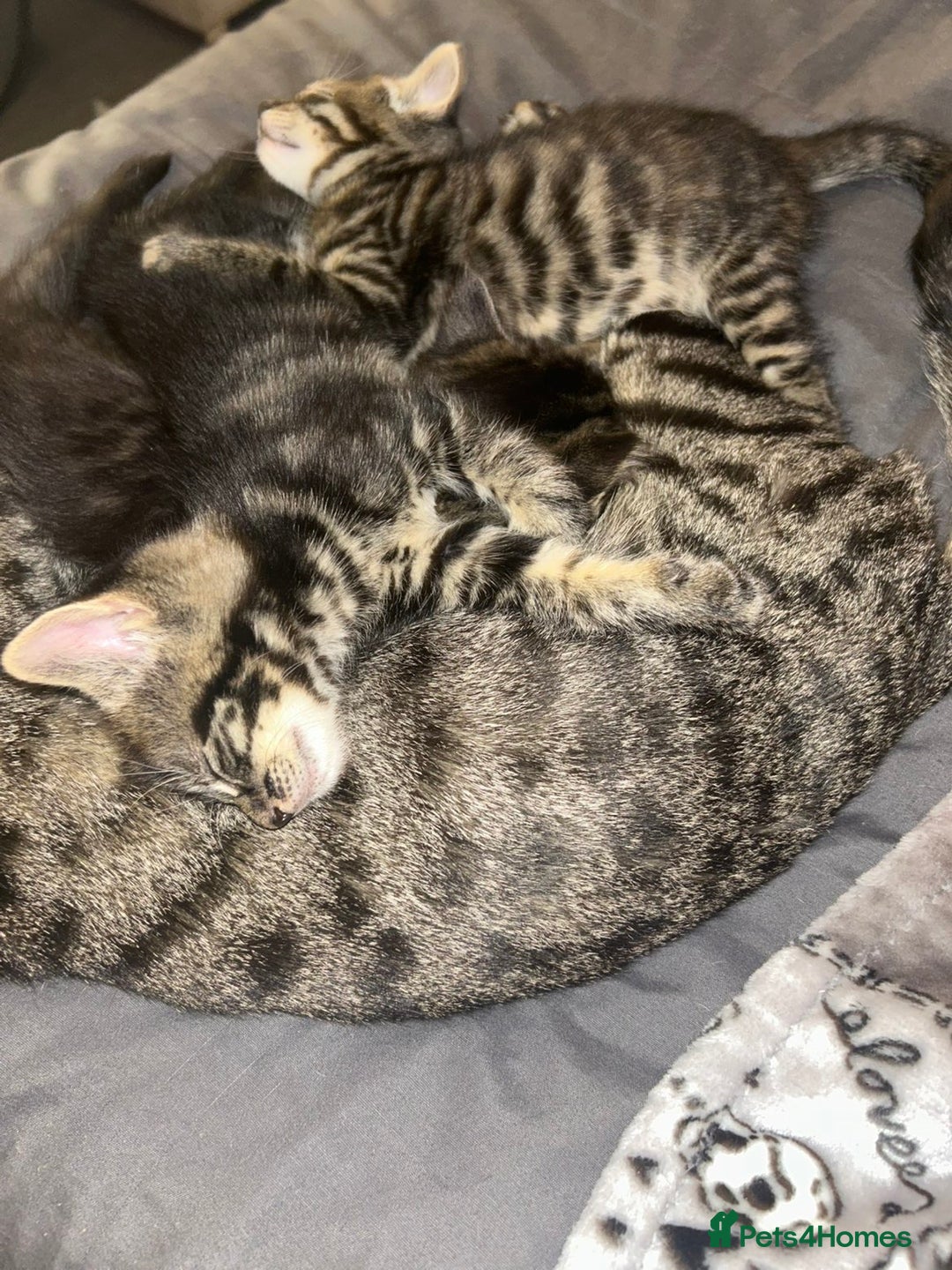 Bengal cats for sale: bengal x ragdoll kittens  - Image 2