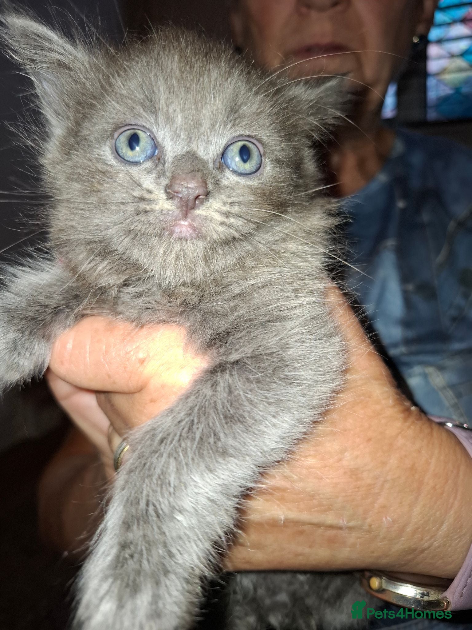 Mixed Breed cats 5 kittens  AVALIABLE 7TH SEPT - Advert 5