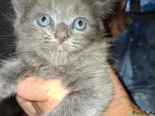 Mixed Breed cats 3 Kittens READY NOW - Advert 1