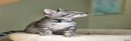 Bengal cats for sale: Gorgeous Health Tested Bengal Kittens  - Advert 12