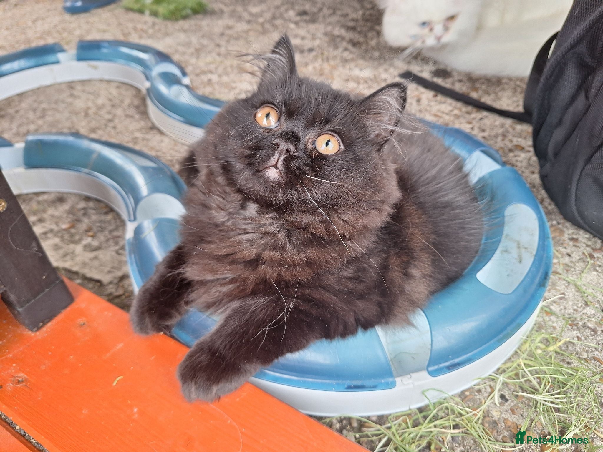 Mixed Breed cats Adorable Female Persian x Ragdoll Kitten ❤️ - Advert 2