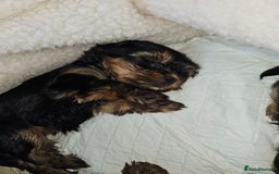 Yorkshire Terrier dogs for sale: Yorkshire terrier (miniature)READY NOW - Image 29