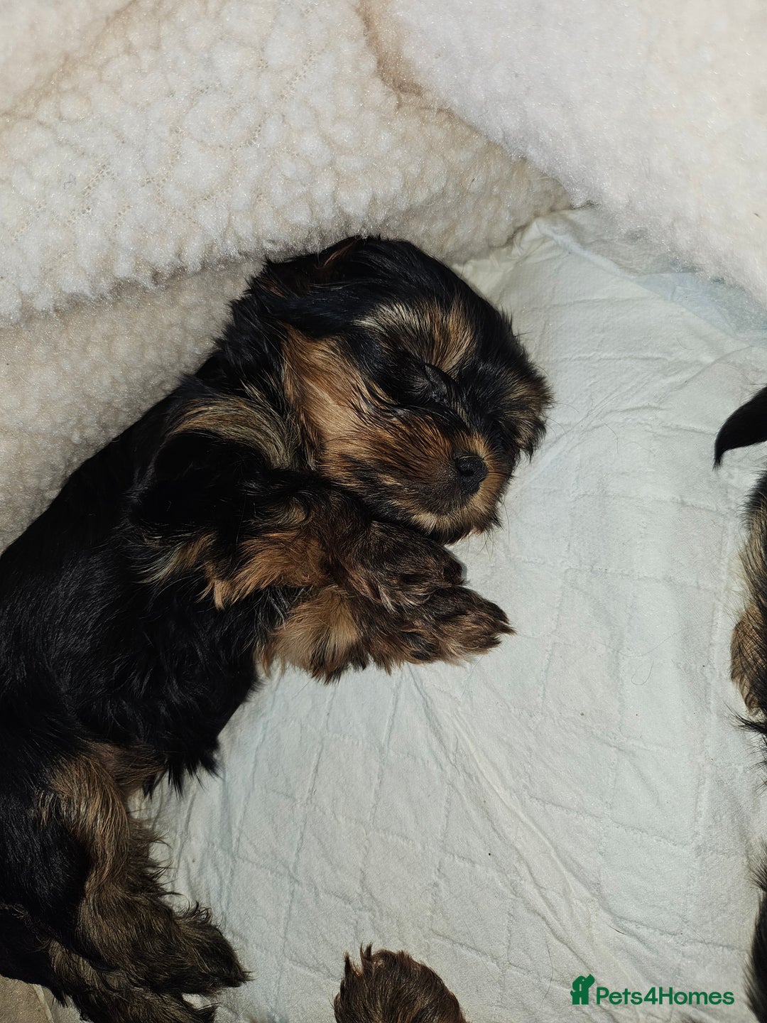 Yorkshire Terrier dogs for sale: Yorkshire terrier (miniature)READY NOW - Image 29