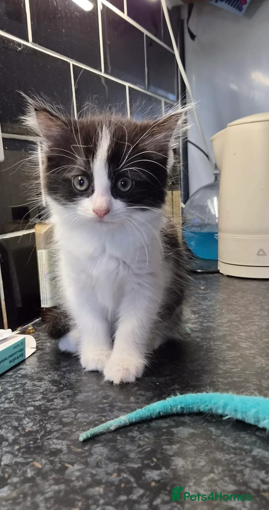 Mixed Breed cats for sale: 2x 10 week old kittens  - Advert 2