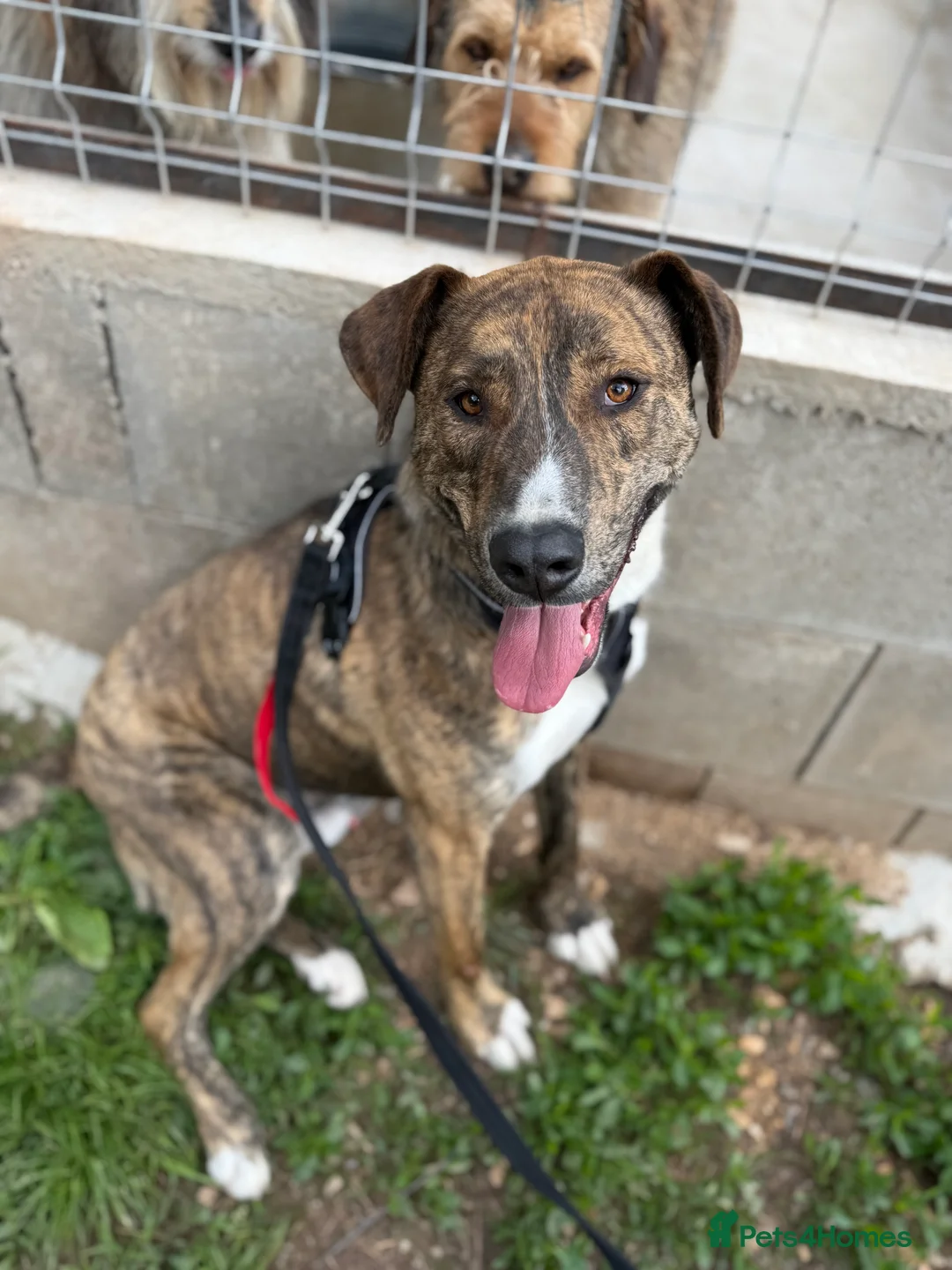 Mixed Breed dogs for adoption: Oak is looking for a family! in Brighton - Advert 2