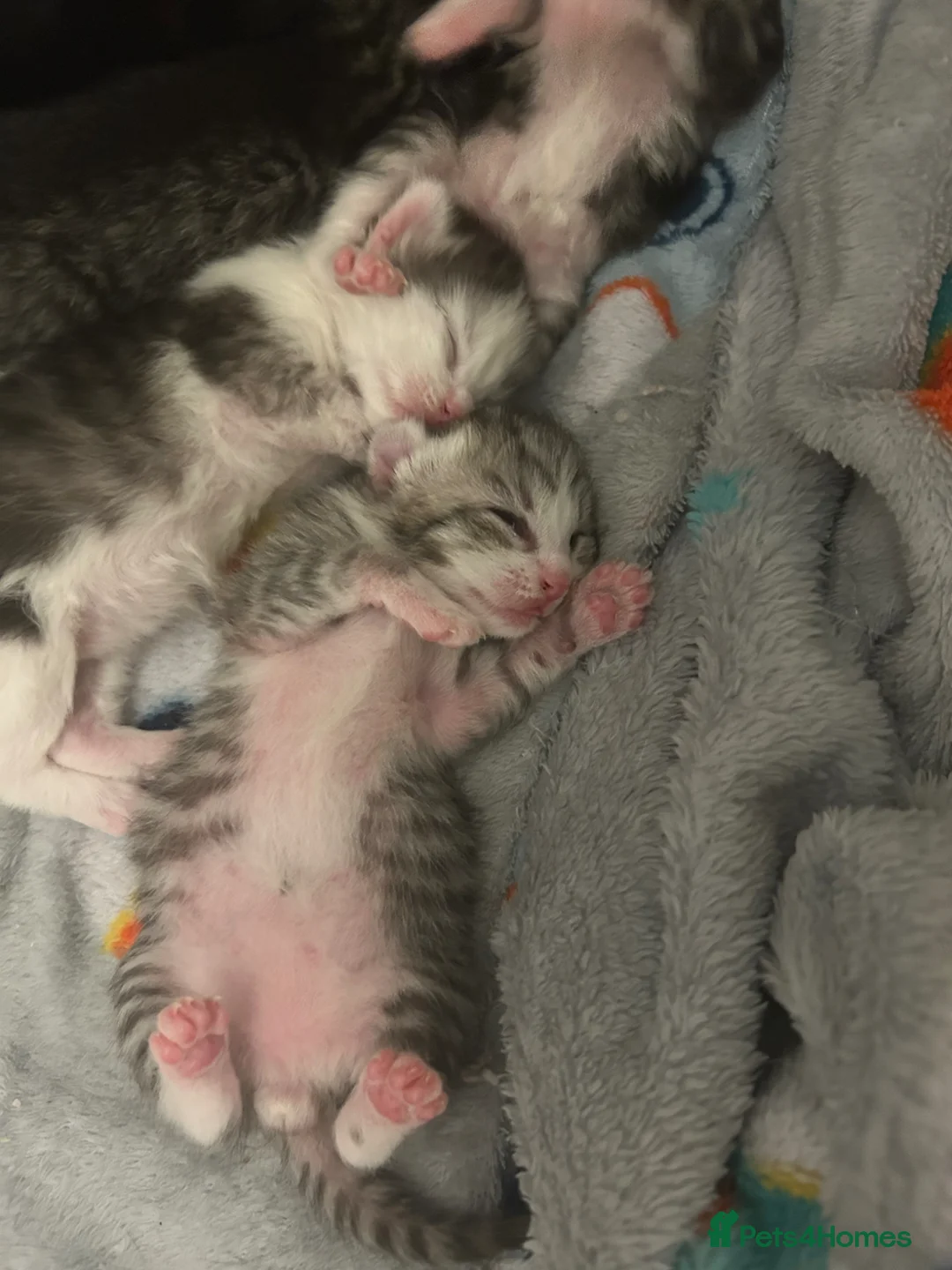 Perdoll cats for sale: Beautiful perdoll kittens available  in Birkenhead - Advert 22