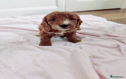 Cockapoo dogs for sale: Gorgeous Cockapoo Puppies  - Image 8