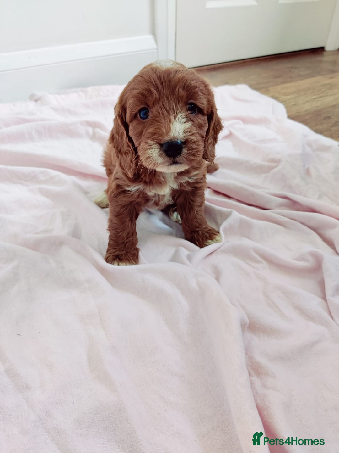 Cockapoo dogs for sale: Gorgeous Cockapoo Puppies  - Image 8