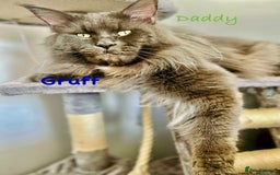 Maine Coon cats for sale: Stunning red tabby male TICA reg READY - Image 9
