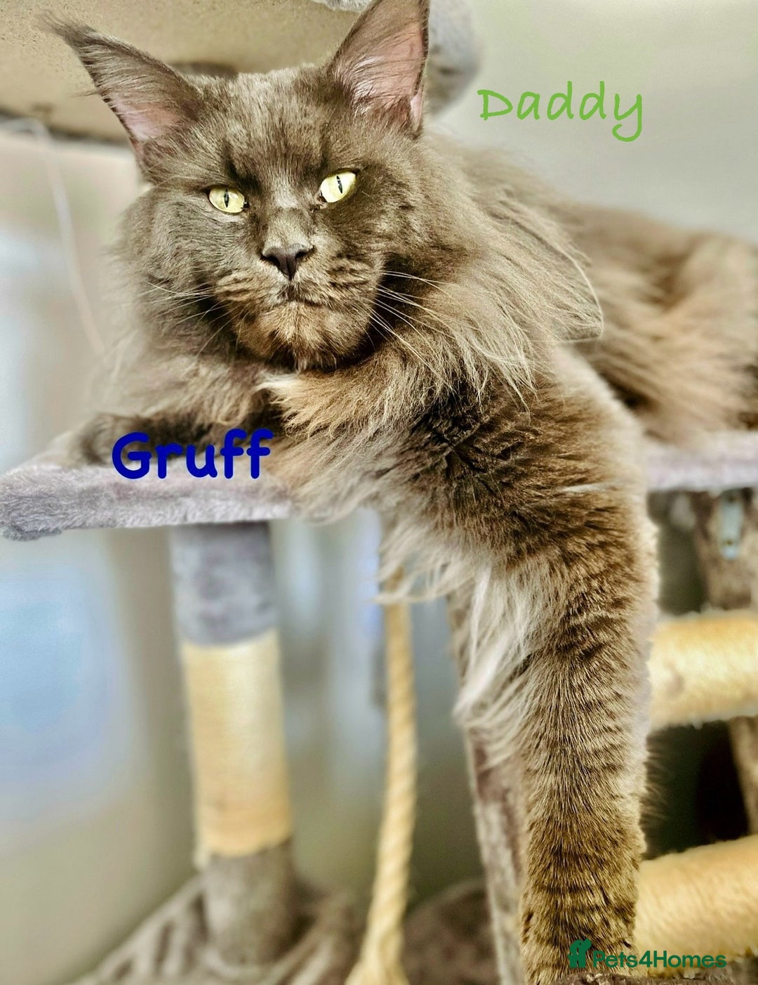 Maine Coon cats for sale: Stunning red tabby male TICA reg READY - Image 9