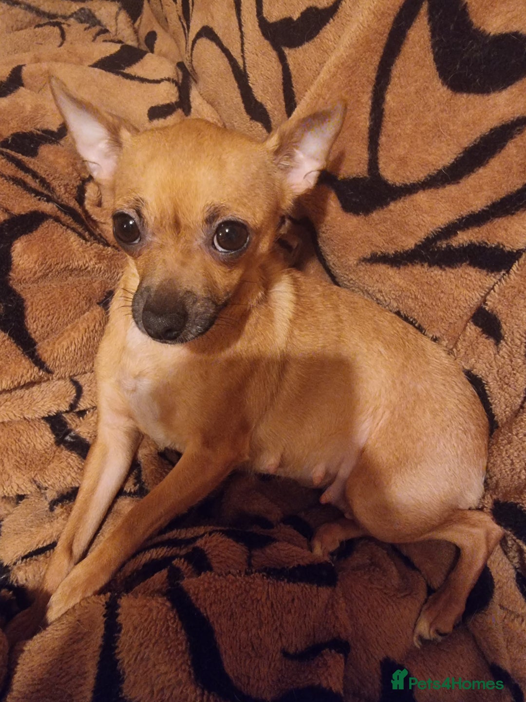 Mixed Breed dogs for sale: Chihuahua cross  - Advert 4