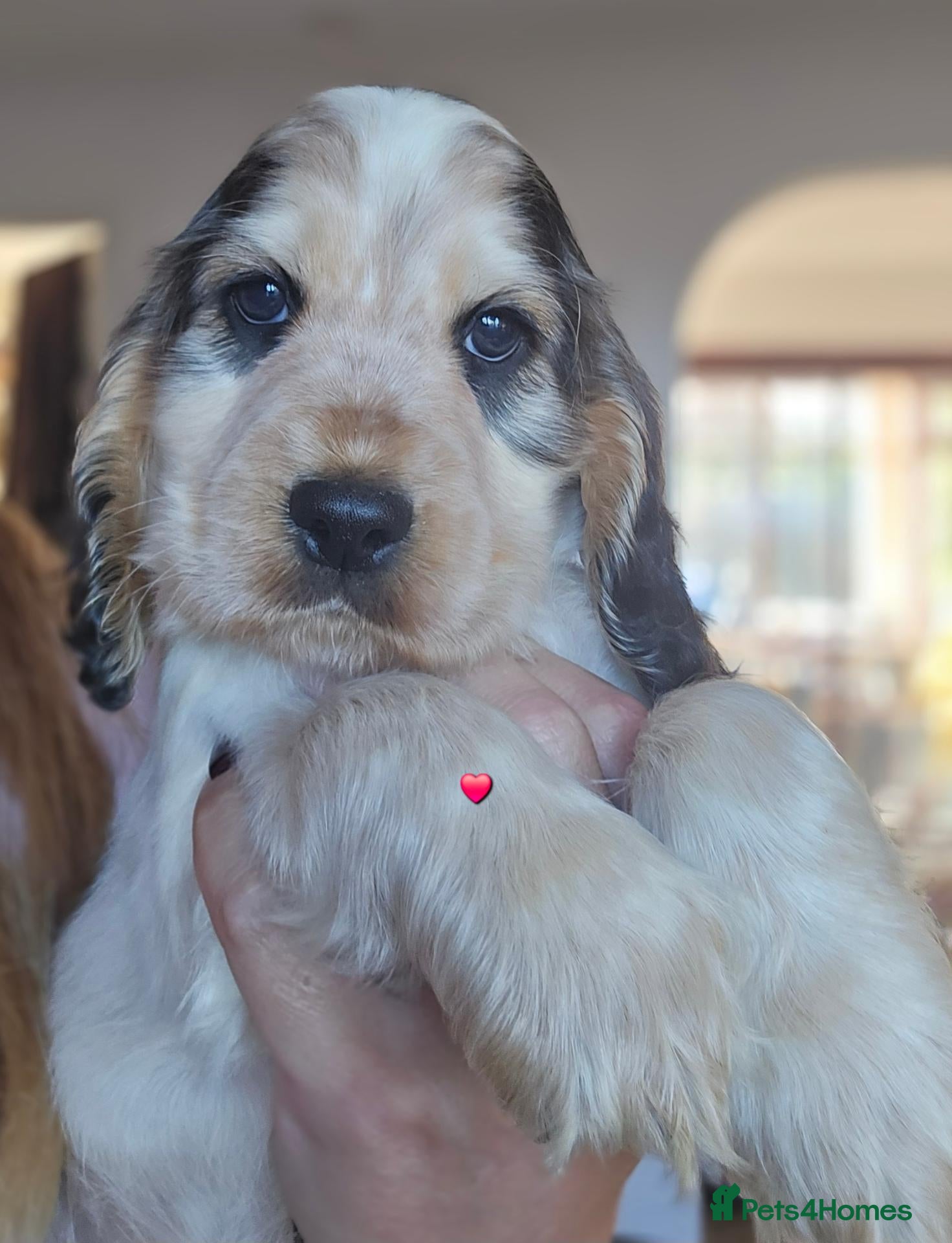 Cocker Spaniel dogs KC Reg Show Cocker Spaniel Pups Health Clear Boys - Advert 2