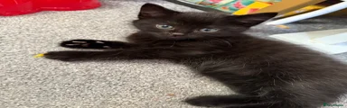 Domestic Shorthair Kitten 2
