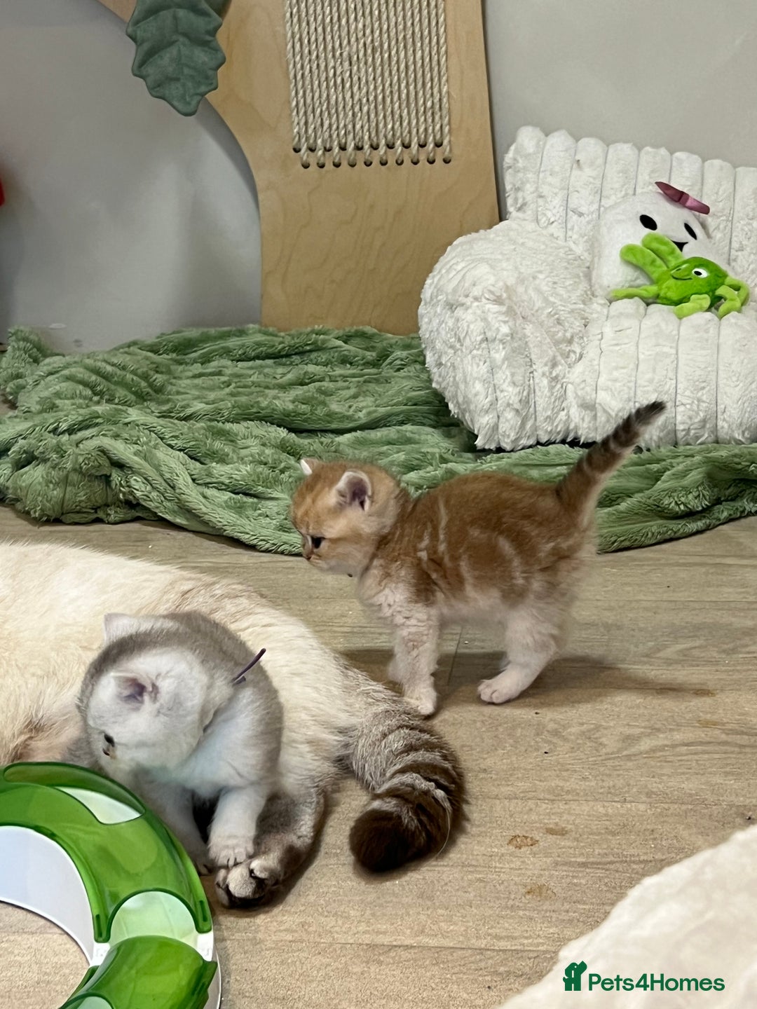 British Shorthair cats for sale: Affectionate lap cats health tested parents  - Image 27