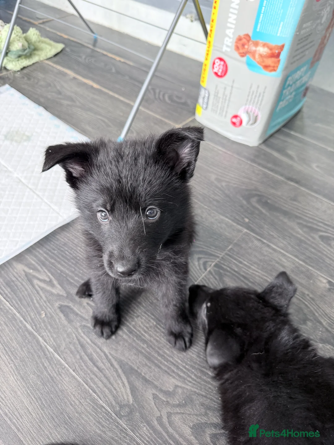 German Shepherd dogs for sale: Puppy German shepherds  - Advert 2