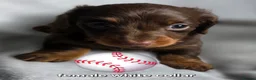Dachshund dogs for sale: 8 Mini daxis smooth coat (kc reg optional) - Advert 18