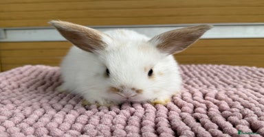 Mini Lop rabbits - Advert 4
