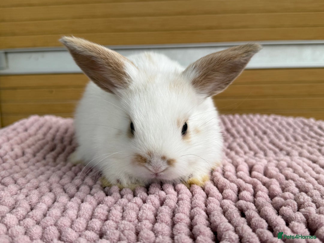Mini Lop rabbits for sale: 4 baby mini lop bunnies  - Image 3