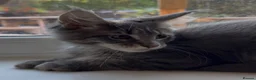 Maine Coon cats for sale: Sad sale big beautiful Maine coon boy TICA in Redhill - Advert 15