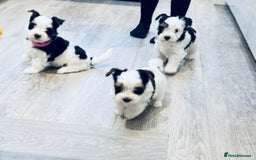 Biewer Terrier dogs for sale: Yorkshire terrier  - Advert 21