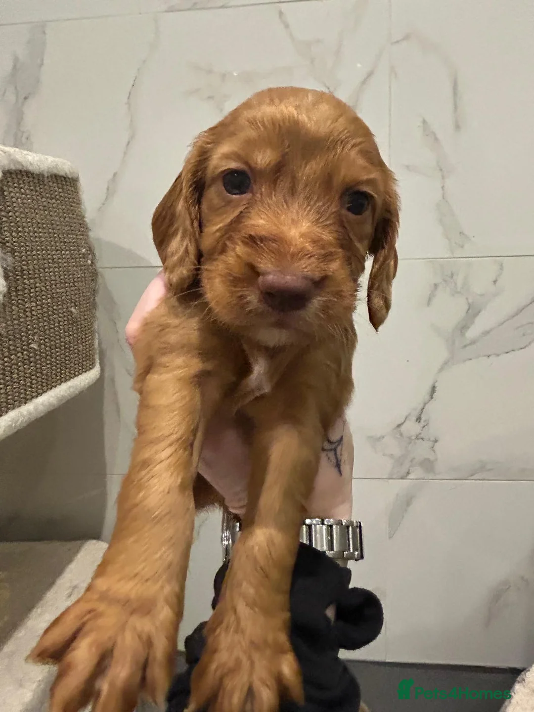 Cocker Spaniel dogs for sale: Working cocker spaniel puppies  - Advert 36