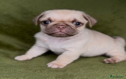 Pug dogs for sale: Beautiful pug pups ready for there forever homes  - Image 4