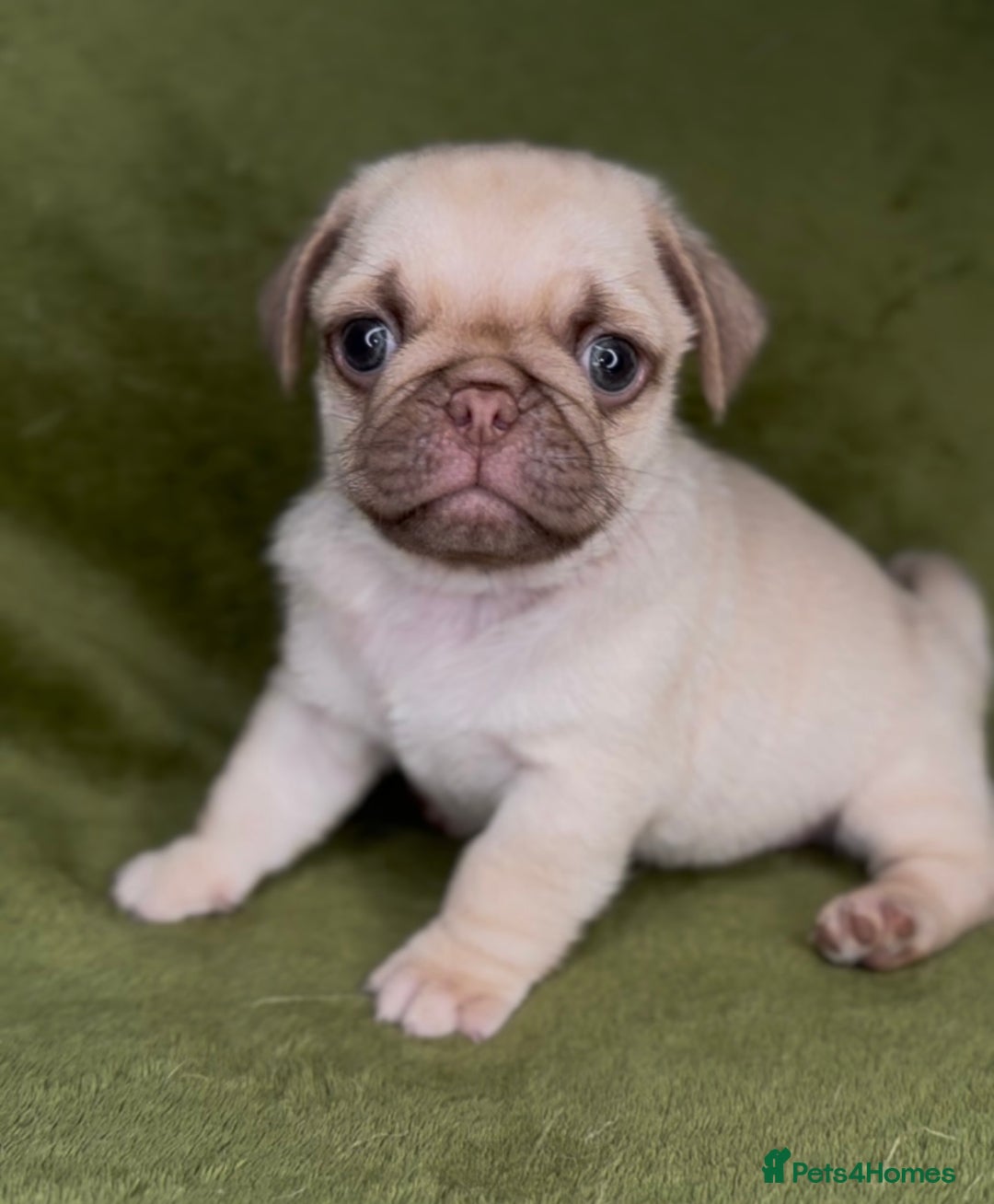 Pug dogs for sale: Beautiful pug pups ready for there forever homes  - Image 4