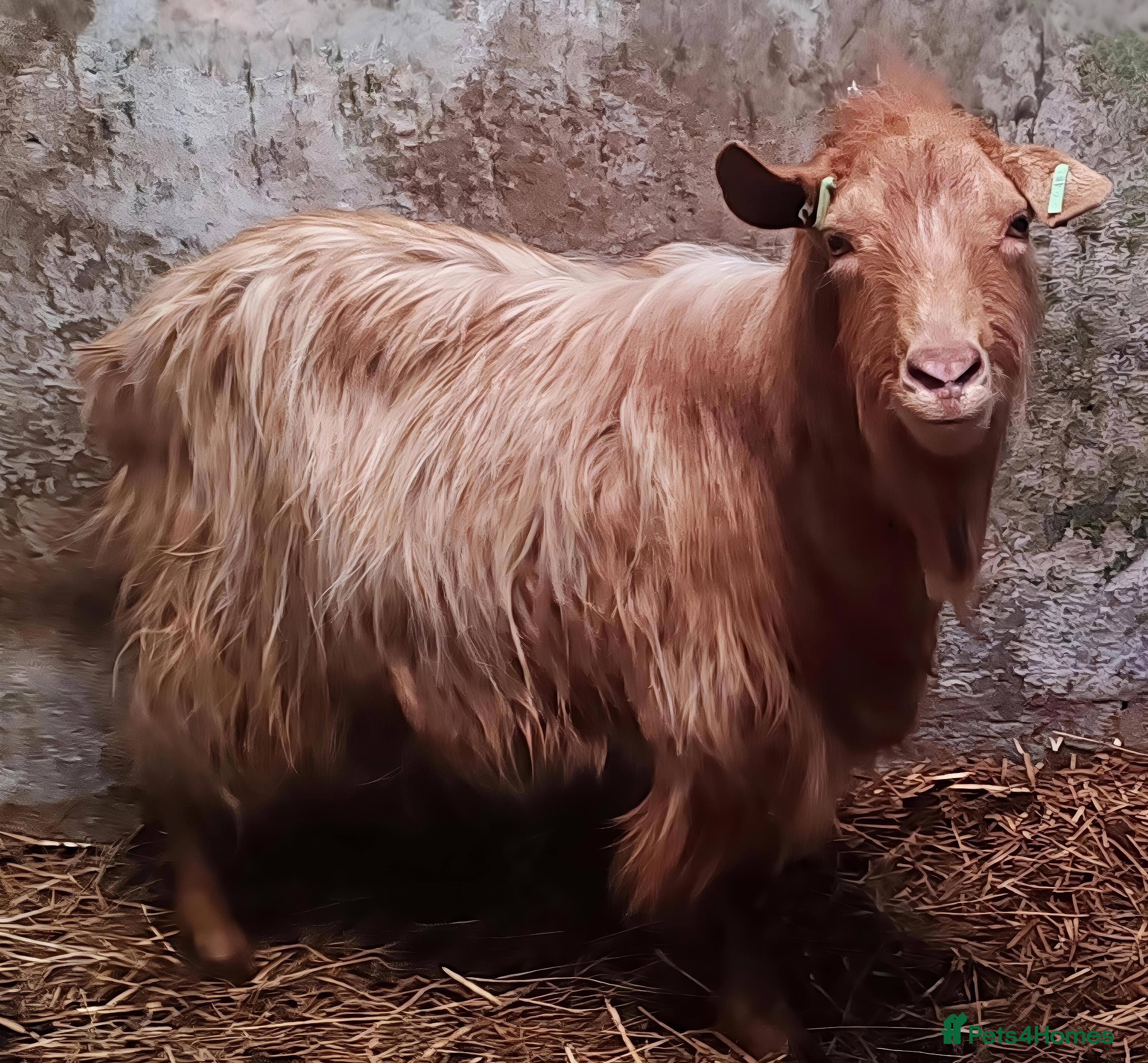 Goats livestock Pedigree Royal Golden Gurnsey Billy Goat. - Advert 2