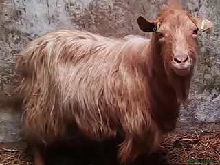 Goats livestock Pedigree Royal Golden Gurnsey Billy Goat. - Advert 5