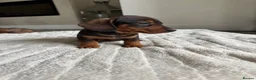 Miniature Dachshund dogs for sale: Miniature dachshund  - Advert 5