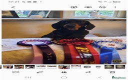 Dachshund dogs for stud: Stud dog - Image 7