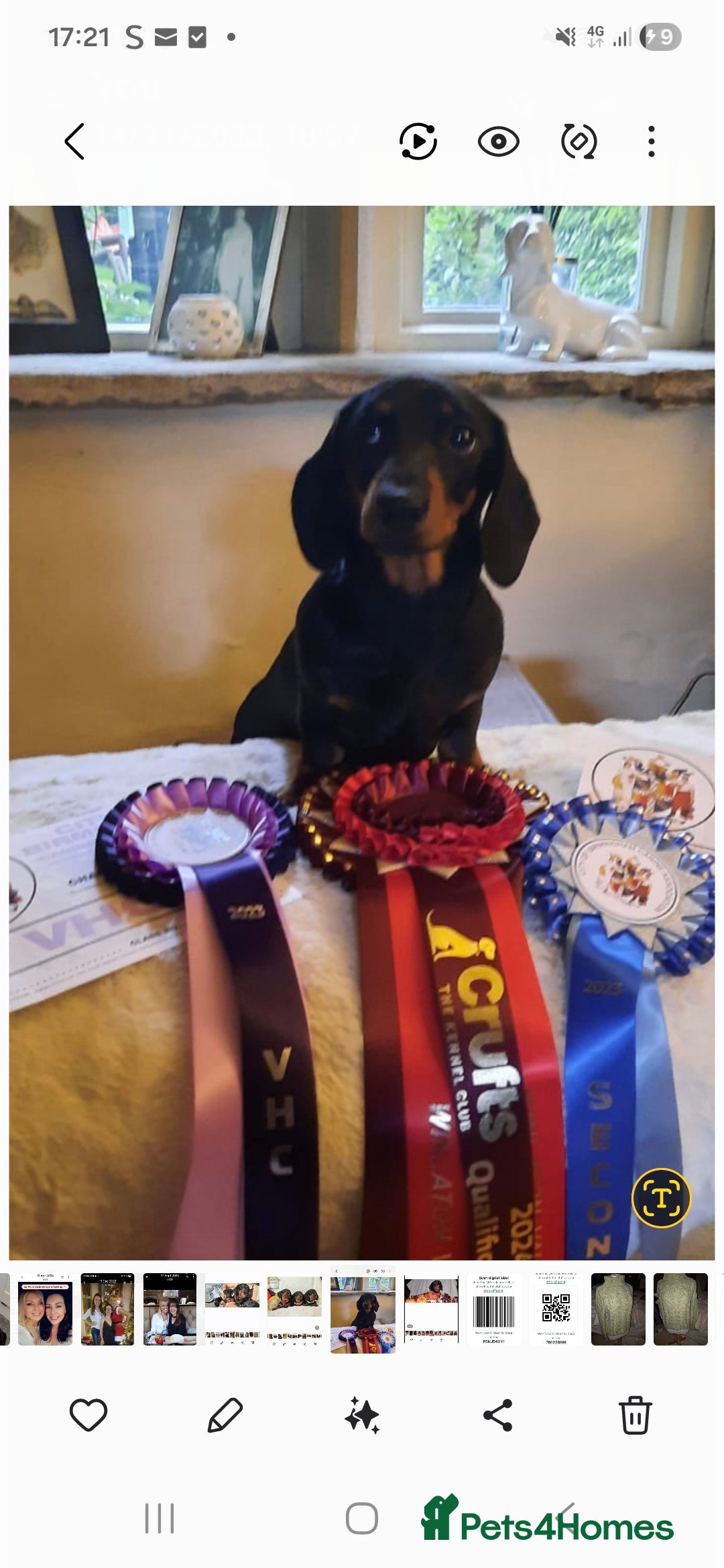 Dachshund dogs for stud: Stud dog - Image 7