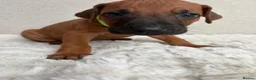 Rhodesian Ridgeback dogs for sale: 12 Gorgeous Rhodesian Ridgebacks   - Advert 7