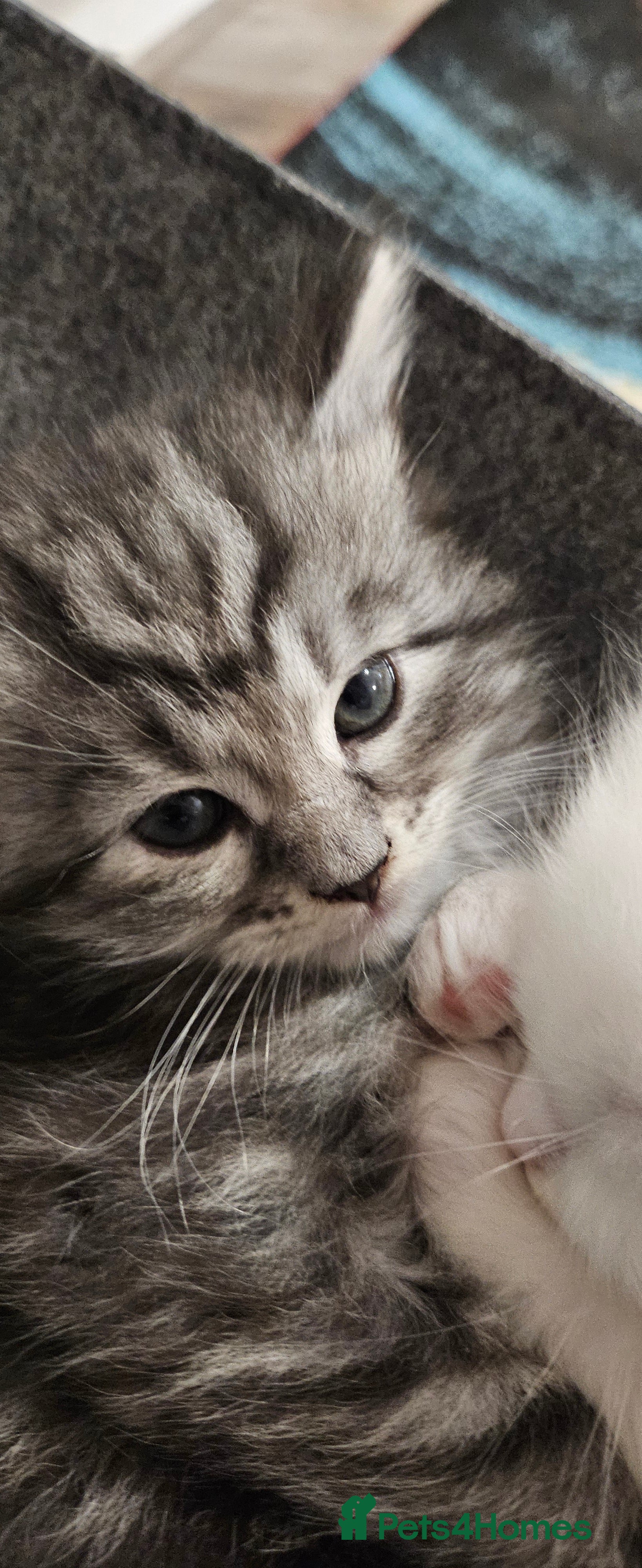 Maine Coon cats Maine Coon kitten 1 grey girl  - Advert 2