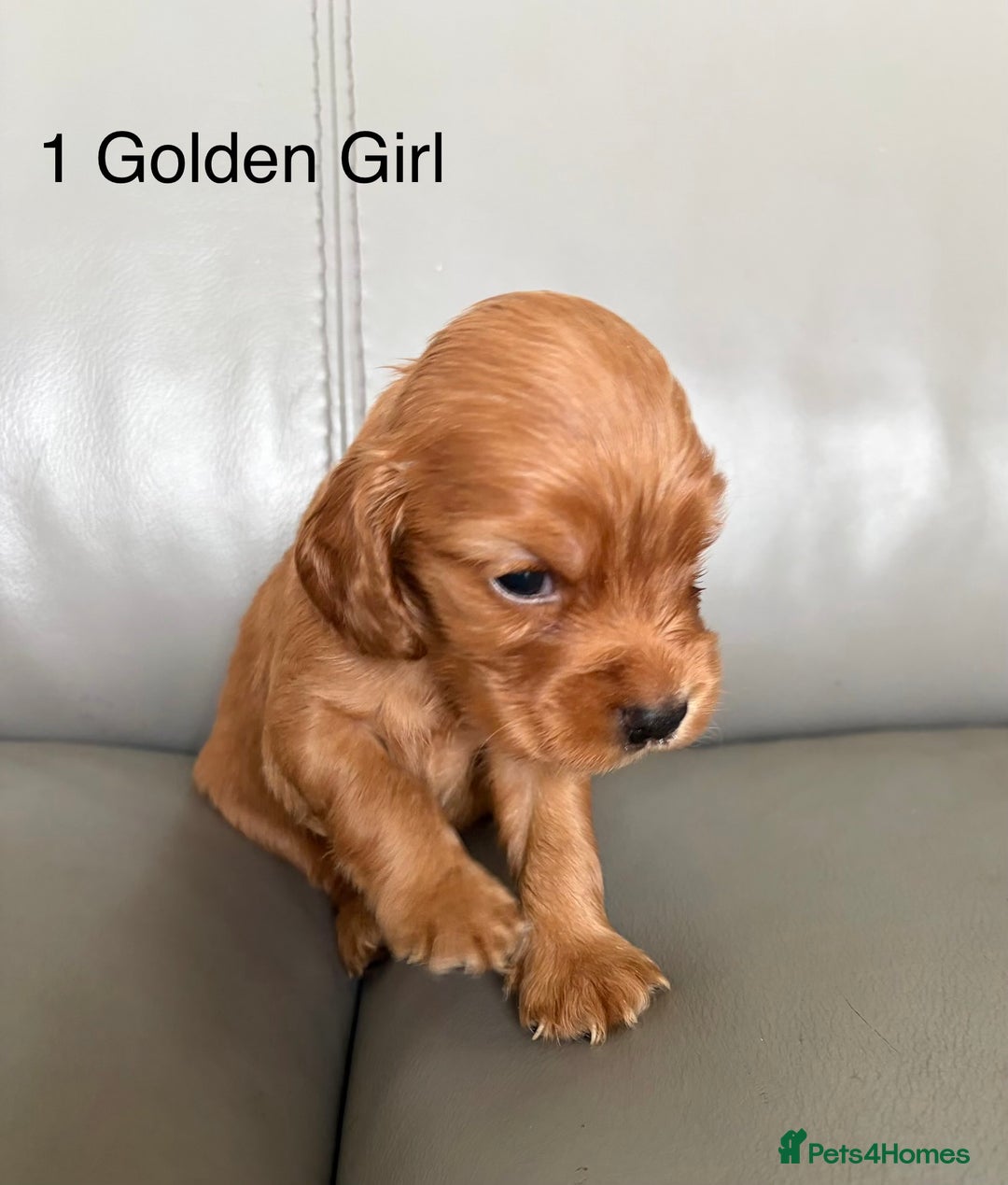 Cocker Spaniel dogs for sale: ***Outstanding KC Show cocker spaniels *** - Image 3