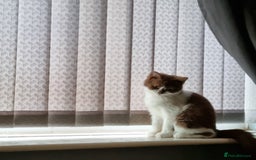 British Longhair cats for stud: British Longhair  in Holywell - Image 4