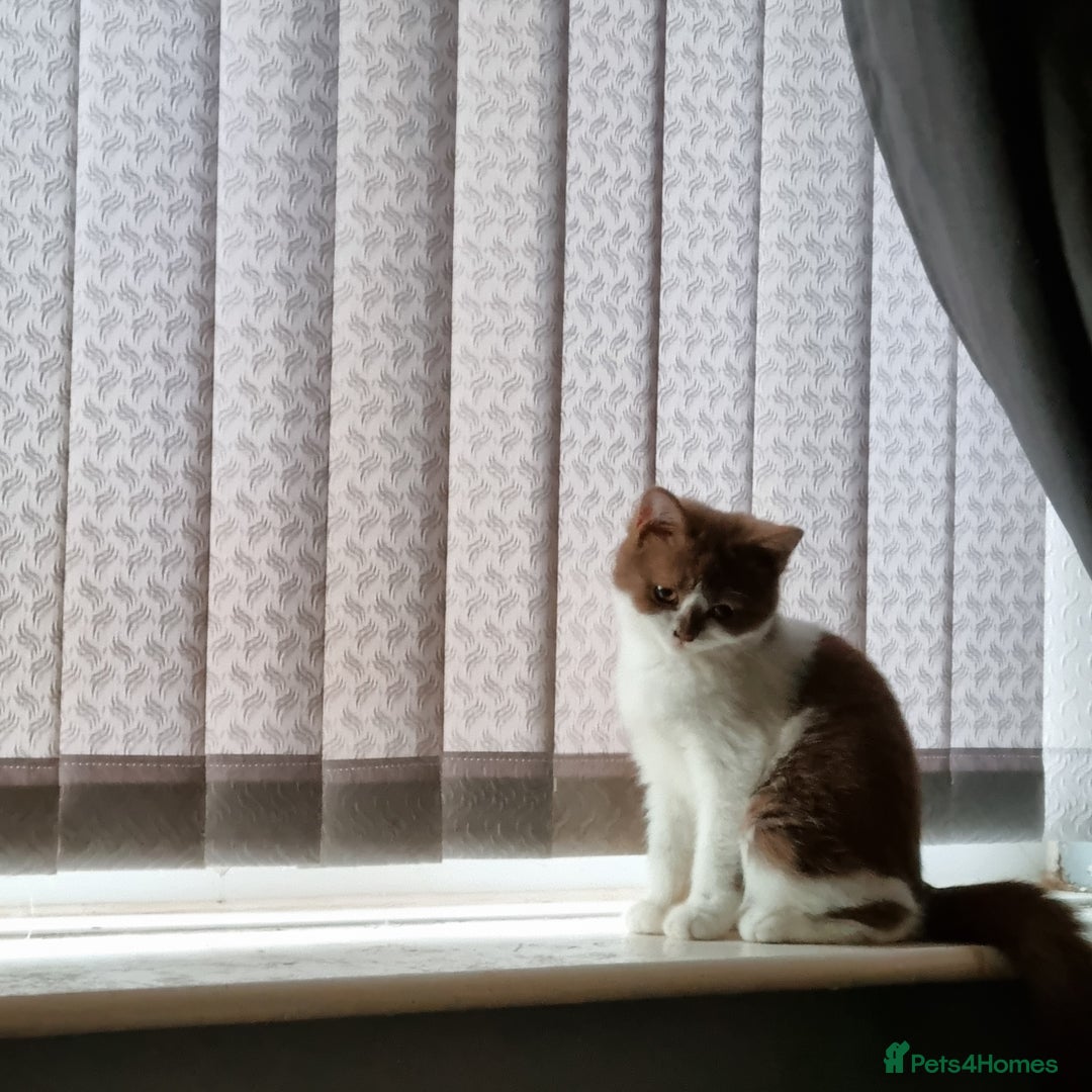 British Longhair cats for stud: British Longhair  in Holywell - Image 4