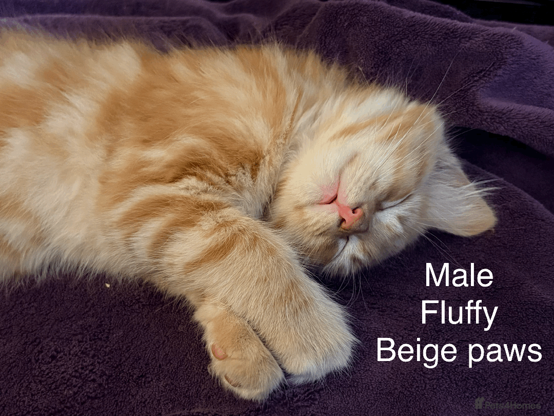 Mixed Breed cats for sale: Seven gingers, bundles of joy! - Advert 4