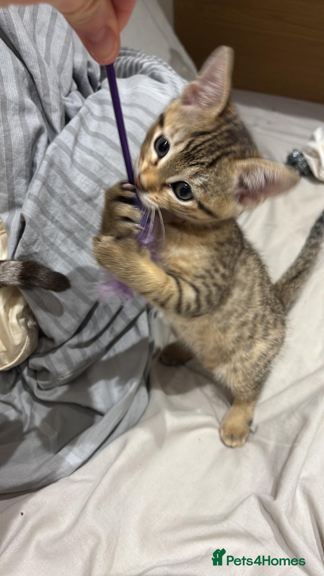 Mixed Breed cats for sale: Half bengal kitten - Advert 5